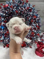 Daisy-pink, a female French Bulldog for sale in Anthony, NM – 1 of 5