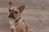 Piper, a female French Bulldog for sale in Anthony, NM – 3 of 4