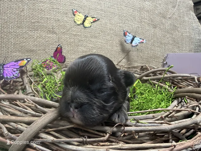 Tyson – French Bulldog puppy for sale in Anthony, NM
