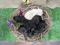 Chloe, a female French Bulldog for sale in Anthony, NM – 3 of 4