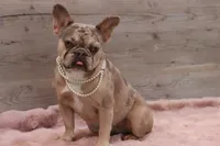 Piper, a female French Bulldog for sale in Anthony, NM – 2 of 4