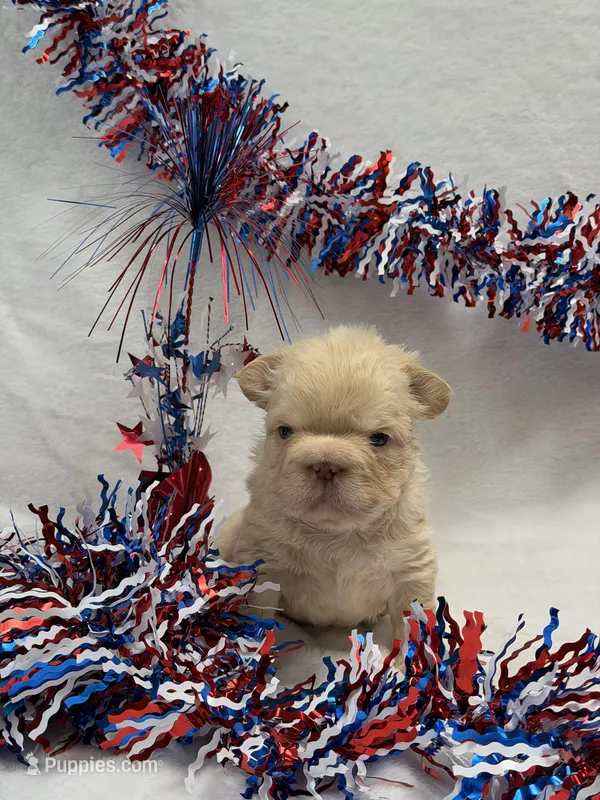 Chloe – French Bulldog puppy for sale in Anthony, NM