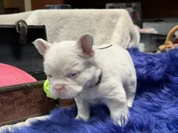 Thistle-pink - delivery included*, a male French Bulldog for sale in Anthony, NM – 9 of 10