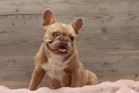 Bella, a female French Bulldog for sale in Anthony, NM – 4 of 4