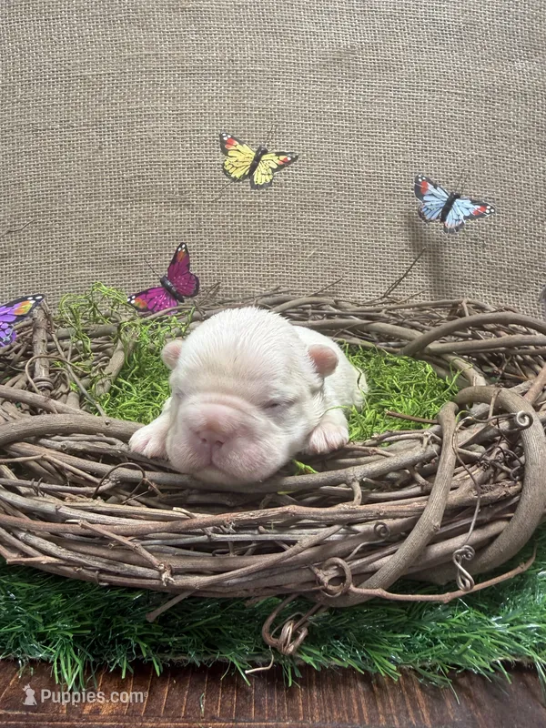 Chloe – French Bulldog puppy for sale in Anthony, NM