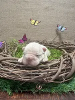Chloe, a female French Bulldog for sale in Anthony, NM – 1 of 4
