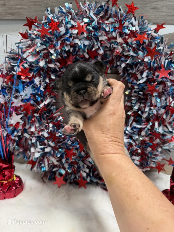 Bud – French Bulldog puppy for sale in Anthony, NM