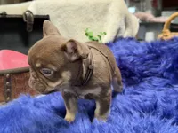 Desert-delivery included*, a male French Bulldog for sale in Anthony, NM – 6 of 6
