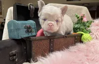 Daisy-pink- *delivery included, a female French Bulldog for sale in Anthony, NM – 2 of 7