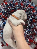 Thistle-pink, a male French Bulldog for sale in Anthony, NM – 4 of 5