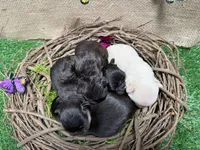 Poppy, a female French Bulldog for sale in Anthony, NM – 4 of 4
