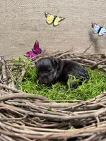Poppy, a female French Bulldog for sale in Anthony, NM – 2 of 4