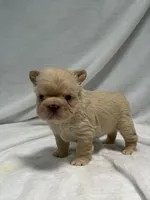 Chloe, a female French Bulldog for sale in Anthony, NM – 2 of 9