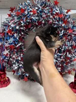 Bud, a male French Bulldog for sale in Anthony, NM – 3 of 4