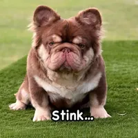 Tyson, a male French Bulldog for sale in Anthony, NM – 7 of 9