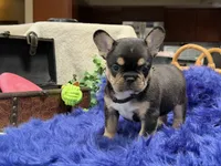 Bud *delivery included, a male French Bulldog for sale in Anthony, NM – 2 of 6