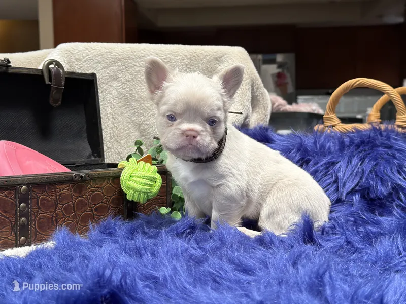 Thorn-pink *delivery included – French Bulldog puppy for sale in Anthony, NM