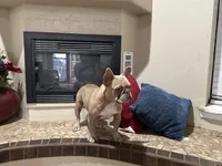 Bella, a female French Bulldog for sale in Anthony, NM – 2 of 4