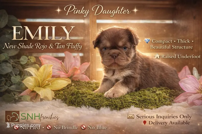 Emily – French Bulldog puppy for sale in Anthony, NM