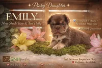 Emily, a female French Bulldog for sale in Anthony, NM – 1 of 7
