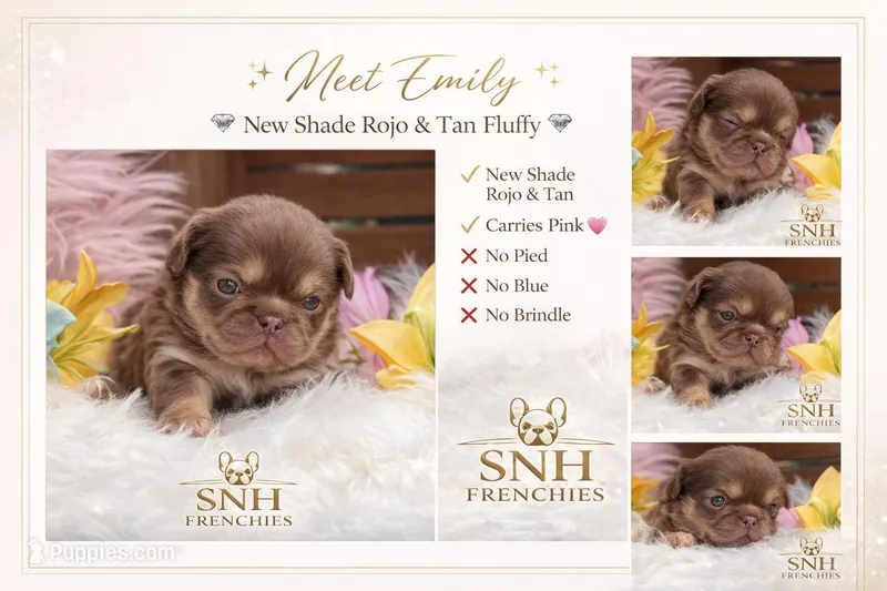 Emily, a female French Bulldog for sale in Anthony, NM – Photo 1 of 3