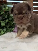 Emily, a female French Bulldog for sale in Anthony, NM – 2 of 7