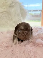 Emily, a female French Bulldog for sale in Anthony, NM – Photo 2 of 3