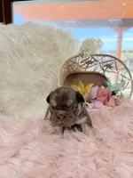 Emily, a female French Bulldog for sale in Anthony, NM – Photo 3 of 3