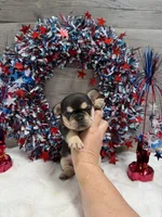Zyla, a female French Bulldog for sale in Anthony, NM – 2 of 2