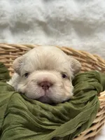 Chloe, a female French Bulldog for sale in Anthony, NM – 9 of 9