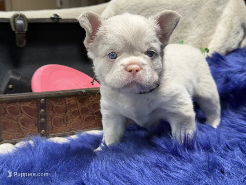 Thistle-pink - delivery included* – French Bulldog puppy for sale in Anthony, NM
