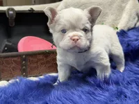 Thistle-pink - delivery included*, a male French Bulldog for sale in Anthony, NM – 1 of 10