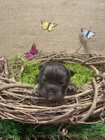 Poppy, a female French Bulldog for sale in Anthony, NM – 3 of 4