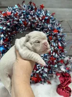 Daisy-pink, a female French Bulldog for sale in Anthony, NM – 4 of 5