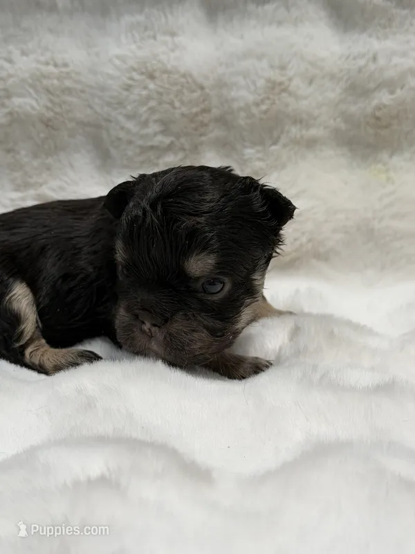 Chomps – French Bulldog puppy for sale in Anthony, NM