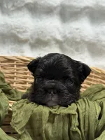 Tyson, a male French Bulldog for sale in Anthony, NM – 8 of 9