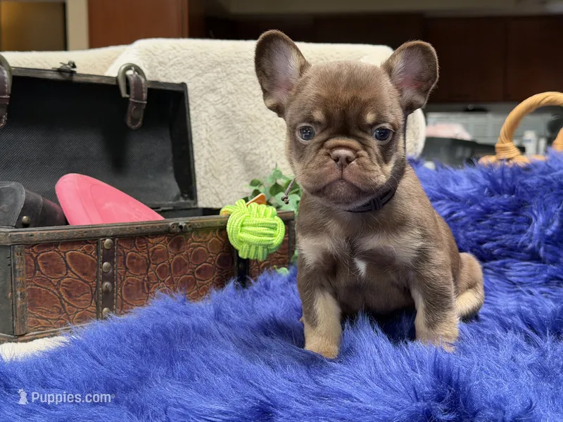 Desert-delivery included* – French Bulldog puppy for sale in Anthony, NM