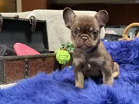 Desert-delivery included*, a male French Bulldog for sale in Anthony, NM – 1 of 6