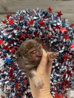 Desert, a male French Bulldog for sale in Anthony, NM – 3 of 4