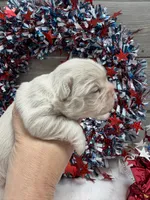 Daisy-pink, a female French Bulldog for sale in Anthony, NM – 5 of 5