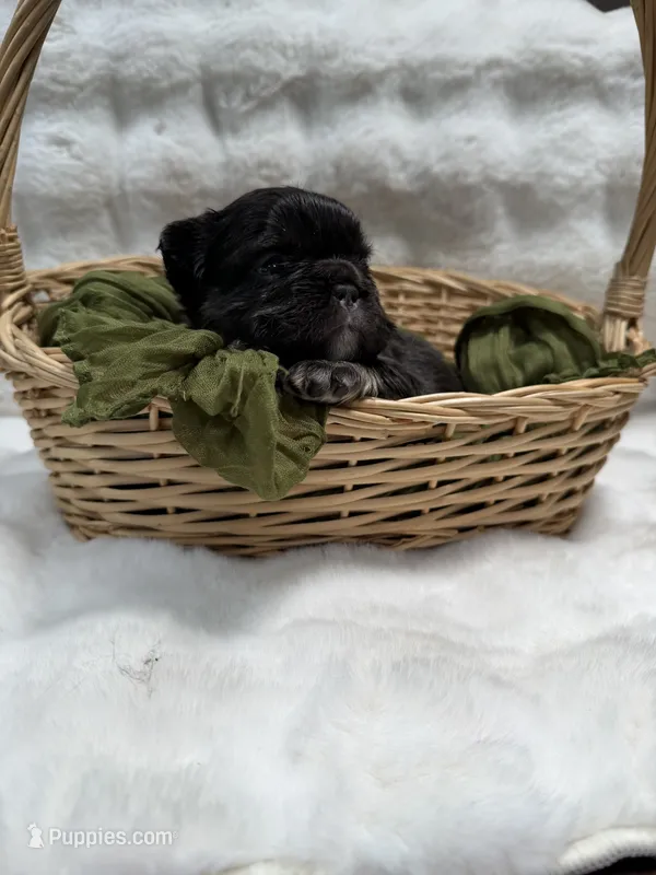 Poppy – French Bulldog puppy for sale in Anthony, NM