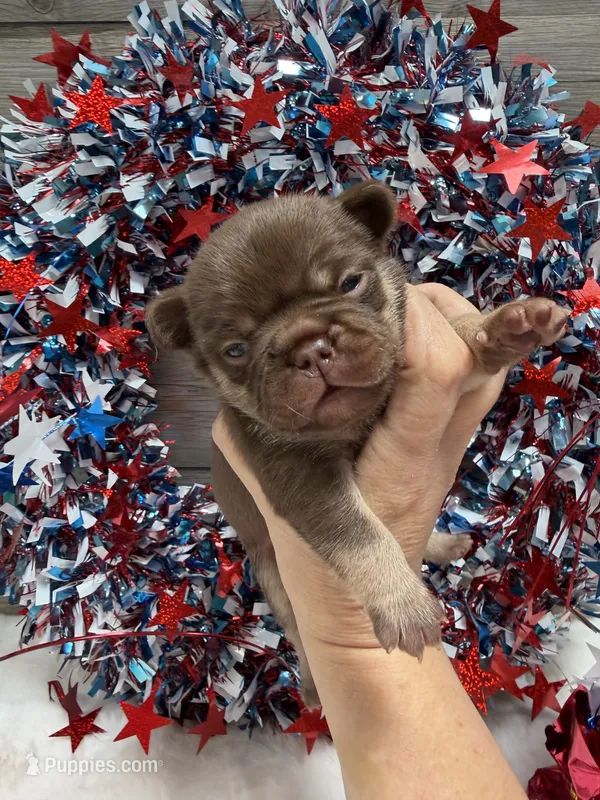 Desert – French Bulldog puppy for sale in Anthony, NM