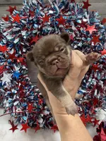 Desert, a male French Bulldog for sale in Anthony, NM – 1 of 4