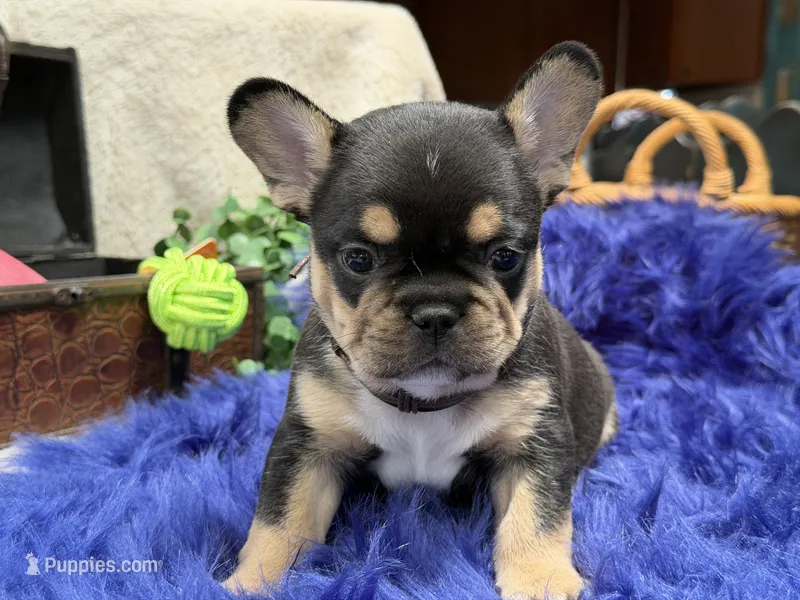 Bud *delivery included – French Bulldog puppy for sale in Anthony, NM