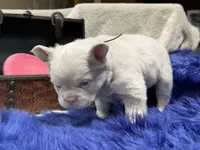 Thistle-pink - delivery included*, a male French Bulldog for sale in Anthony, NM – 10 of 10