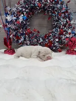 Daisy-pink, a female French Bulldog for sale in Anthony, NM – 3 of 5