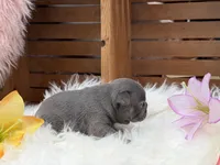 Anna, a female French Bulldog for sale in Anthony, NM – Photo 5 of 6