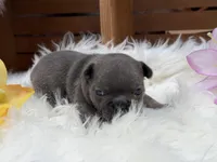 Anna, a female French Bulldog for sale in Anthony, NM – Photo 3 of 6