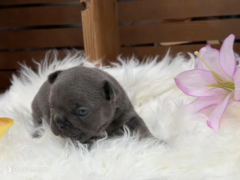 Anna – French Bulldog puppy for sale in Anthony, NM