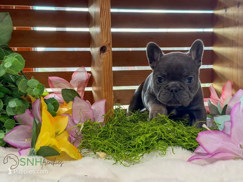Tootles – French Bulldog puppy for sale in Anthony, NM